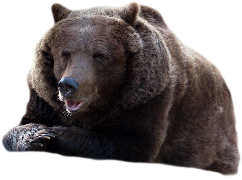 Grizzly Bear Free PNG
