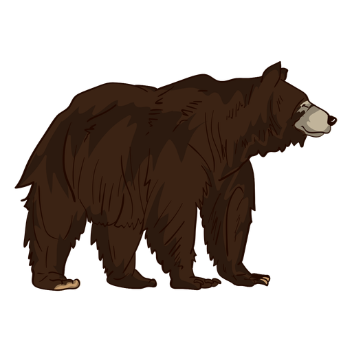 Grizzly Bear PNG HD Quality