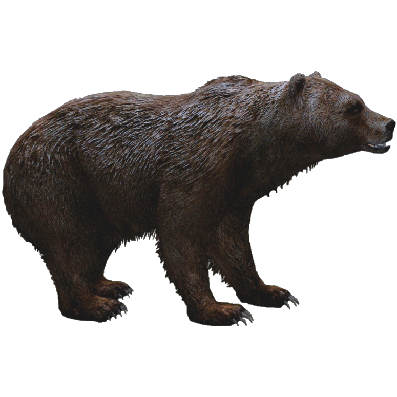 Grizzly Bear PNG Images HD