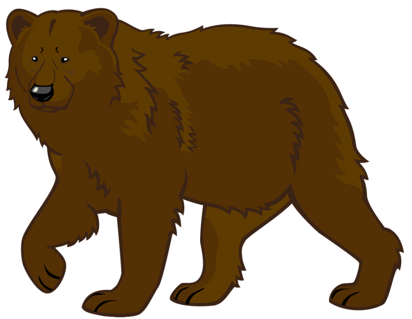 Grizzly Bear PNG Photo Image