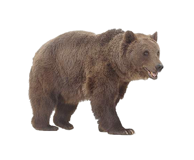 Grizzly Bear PNG Photos