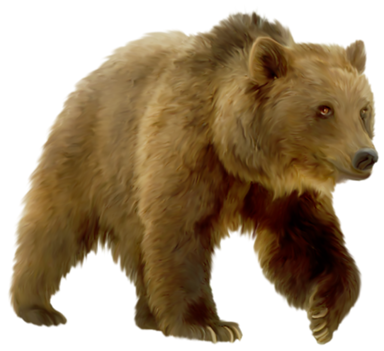 Grizzly Bear PNG Pic Background
