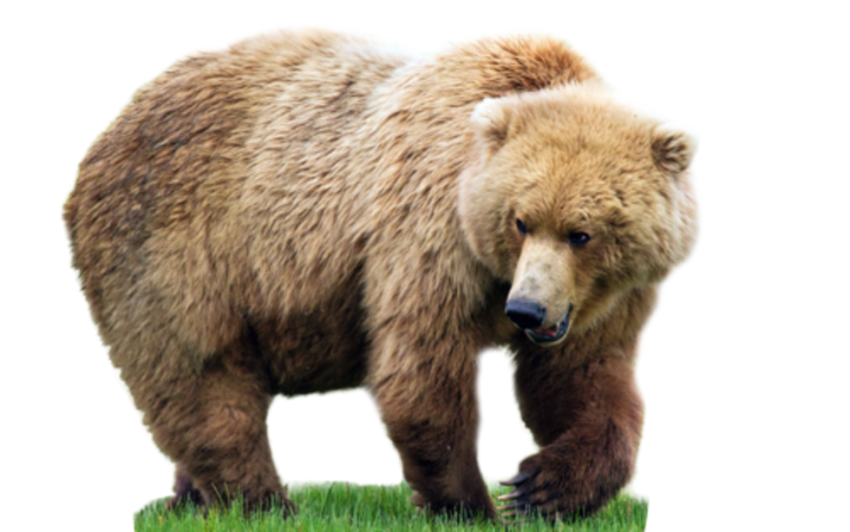Grizzly Bear Transparent Images