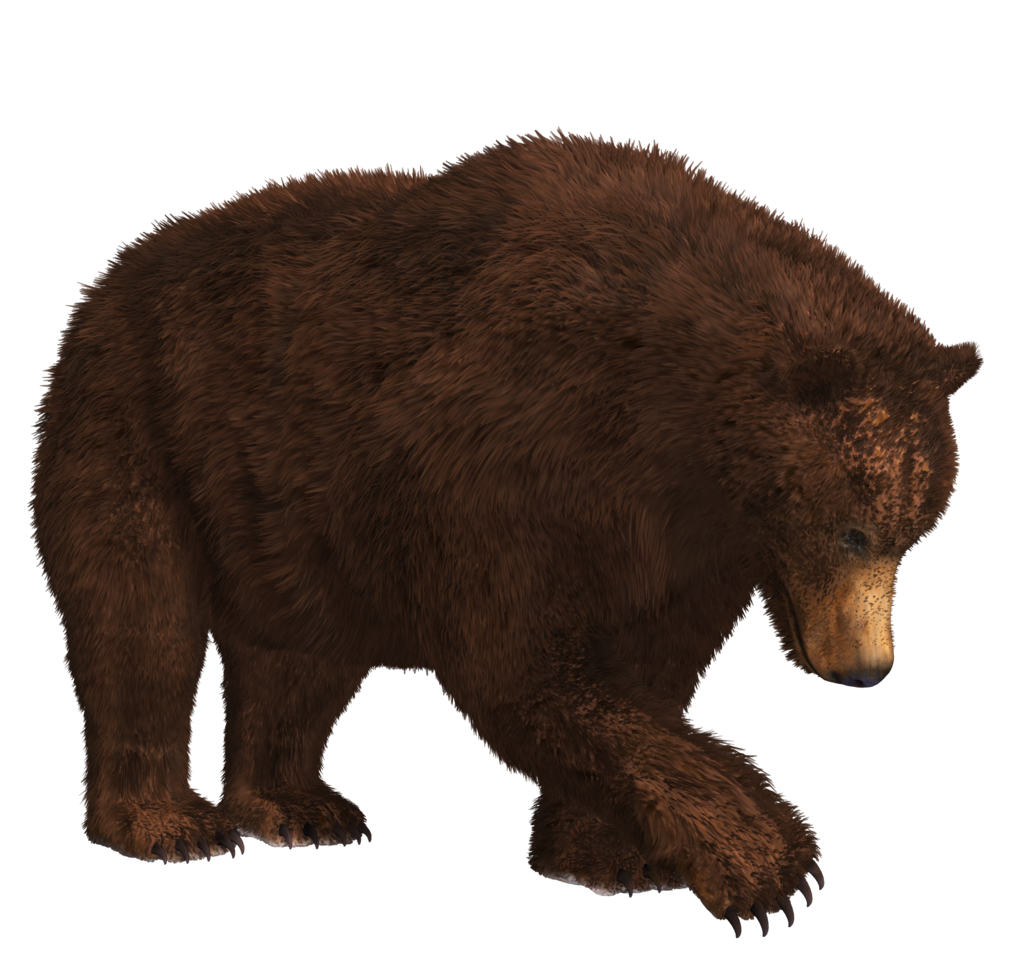 Grizzly Bear Transparent PNG