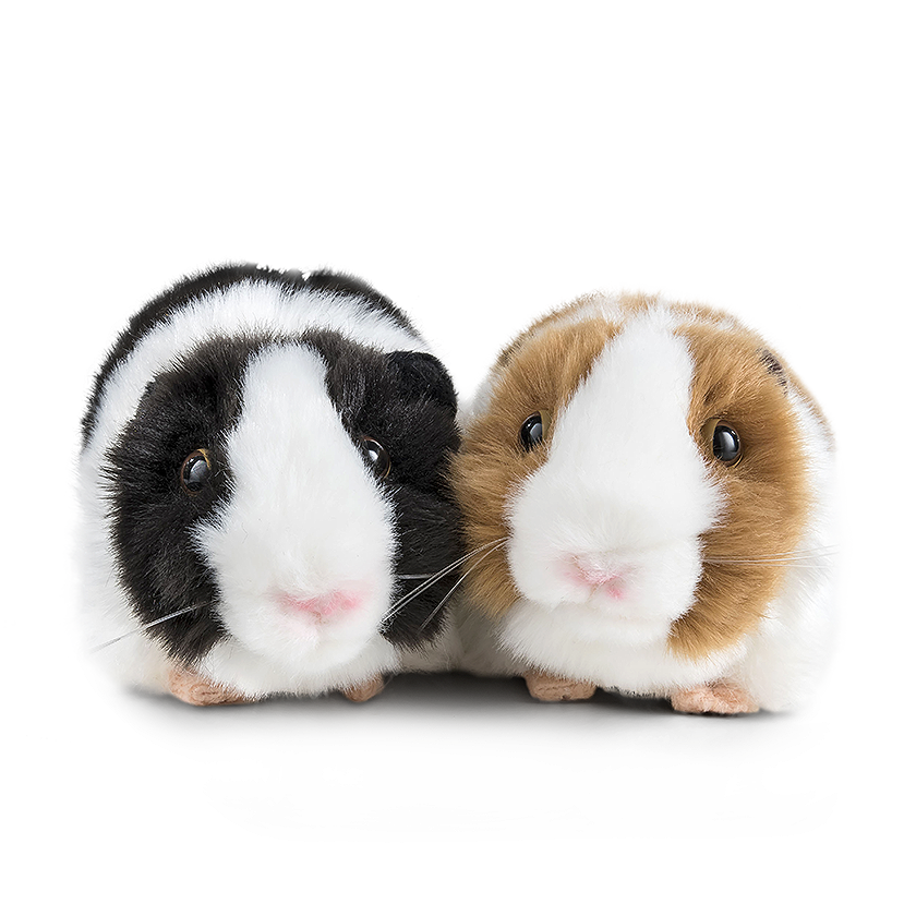 Guinea Pigs Background PNG Image