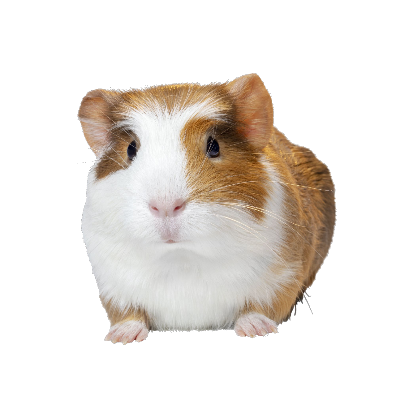 Guinea Pigs Background PNG