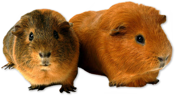 Guinea Pigs Download Free PNG