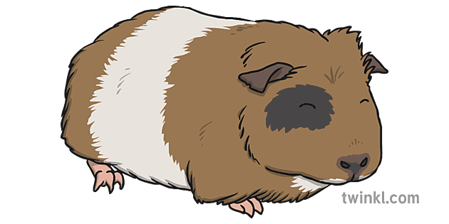 Guinea Pigs PNG Background