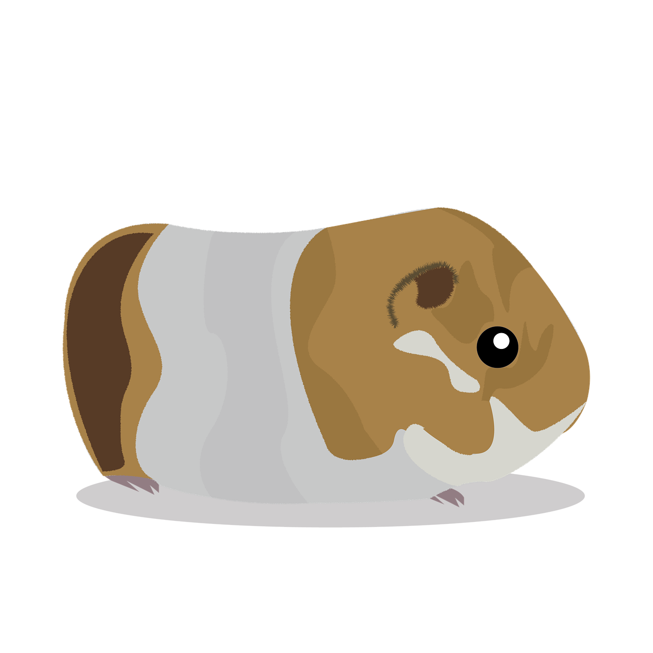 Guinea Pigs PNG Free File Download