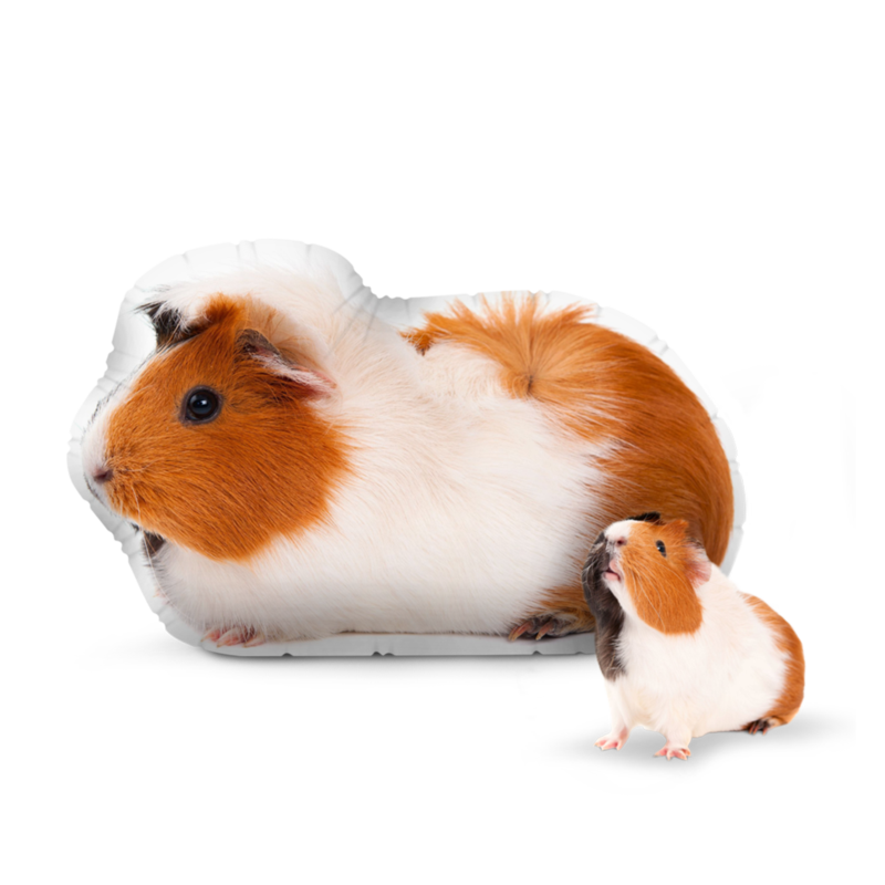 Guinea Pigs PNG Images HD