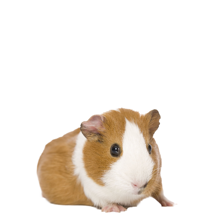 Guinea Pigs PNG Photo Image