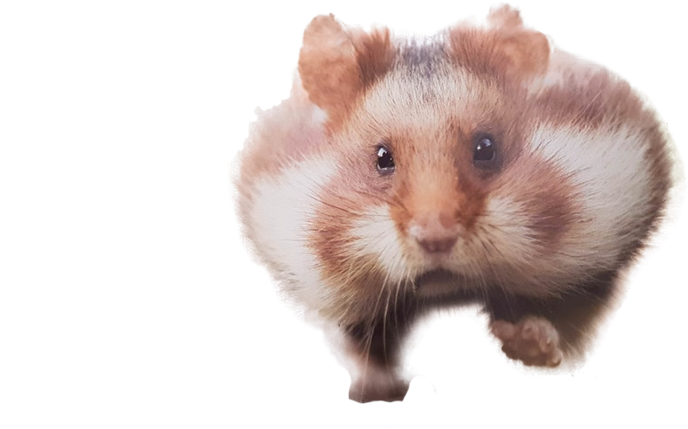 Hamster PNG Background