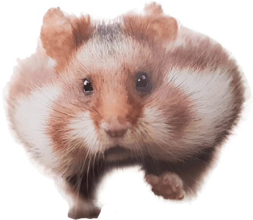 Hamster PNG HD Quality