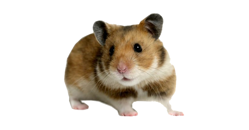 Hamster PNG Photo Image