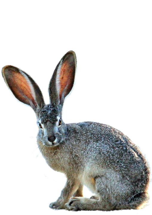 Hares PNG Background