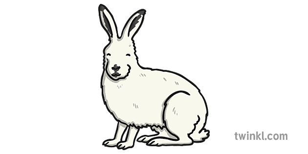 Hares PNG Images HD