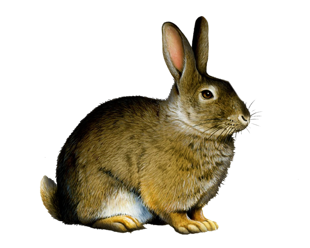 Hares Transparent Image