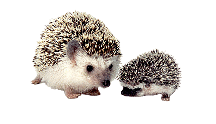 Hedgehogs Background PNG Image