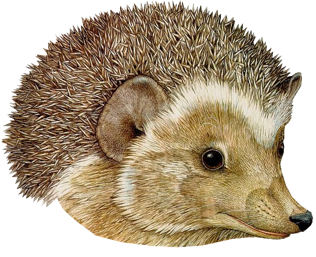 Hedgehogs Download Free PNG
