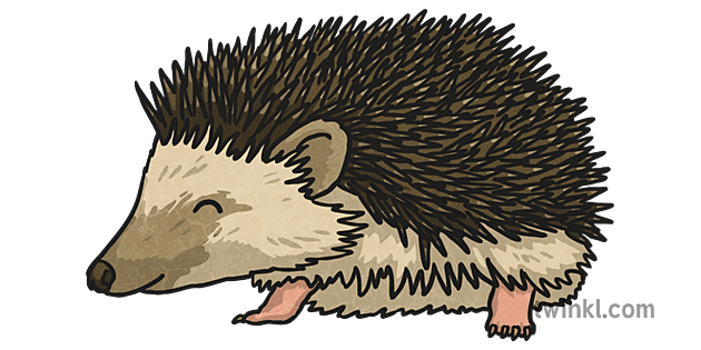 Hedgehogs No Background