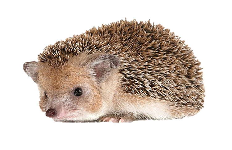 Hedgehogs PNG Free File Download
