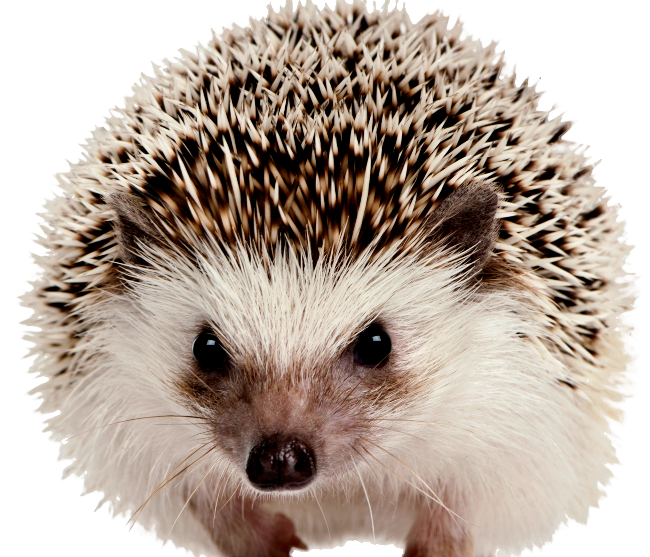 Hedgehogs PNG Images HD