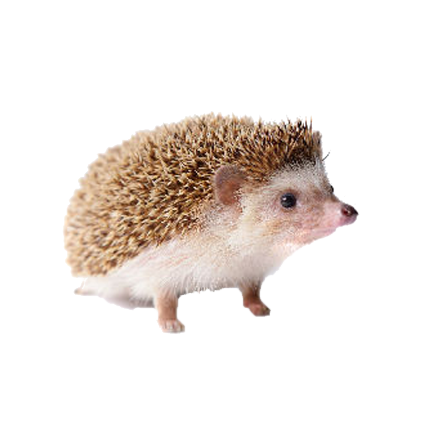 Hedgehogs PNG Pic Background