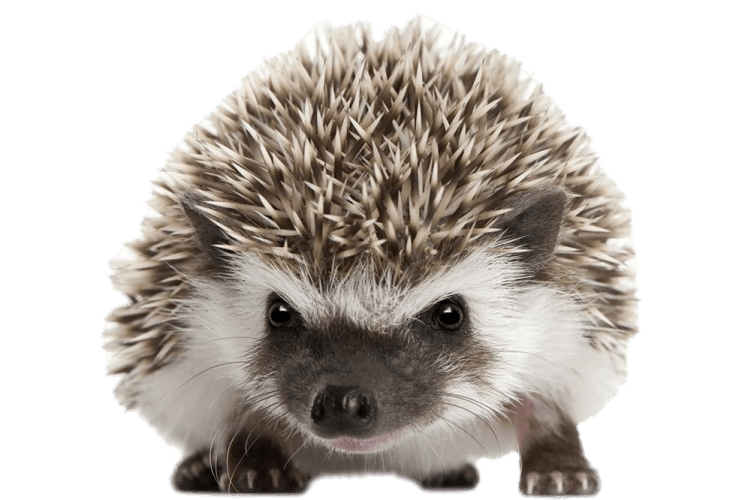 Hedgehogs Transparent Background