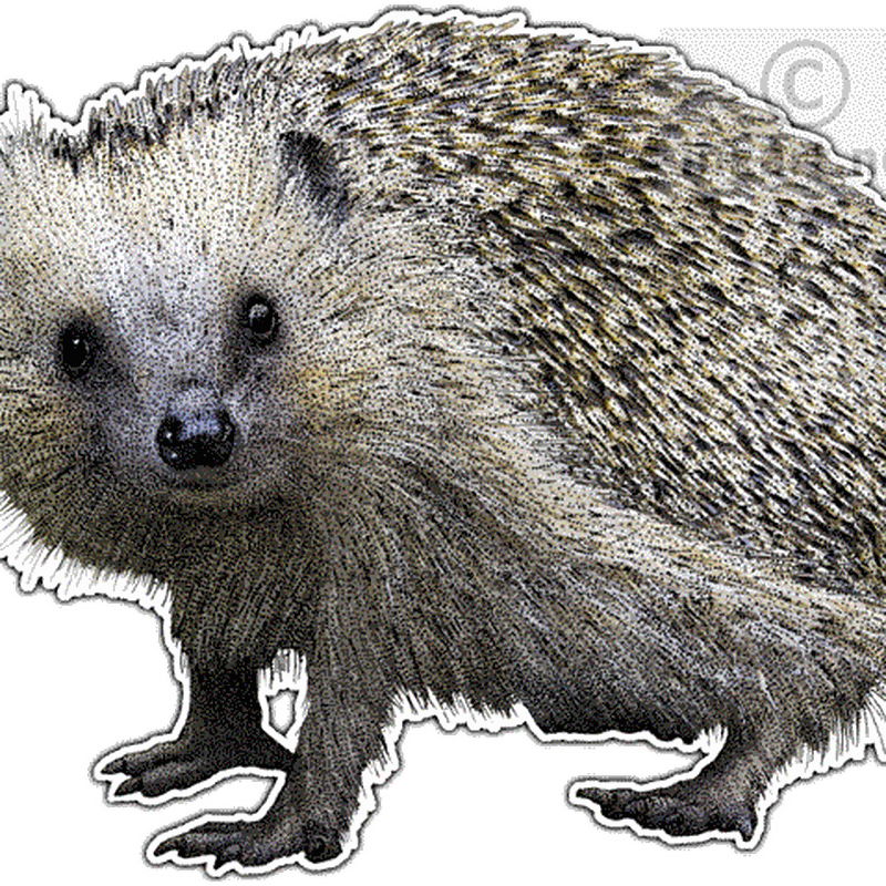Hedgehogs Transparent File