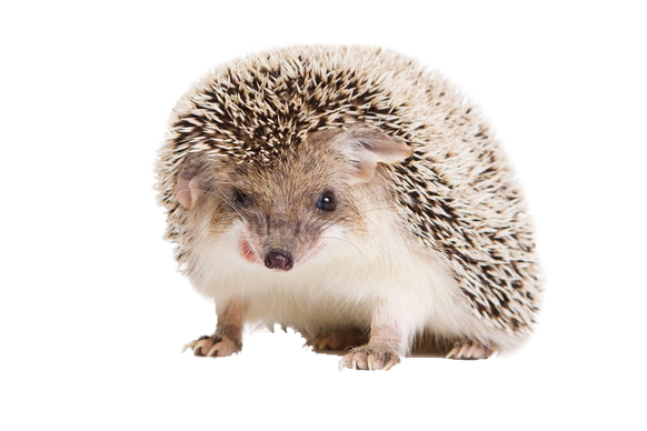 Hedgehogs Transparent Image