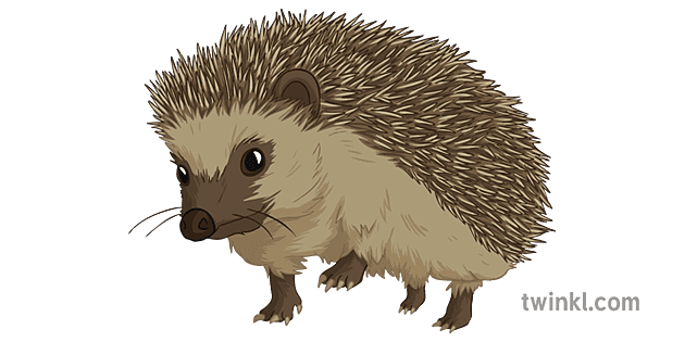 Hedgehogs Transparent Images