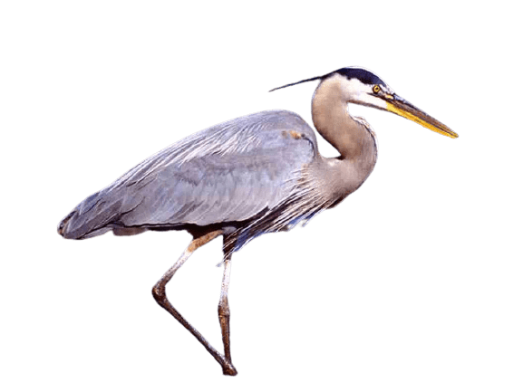 Herons Background PNG