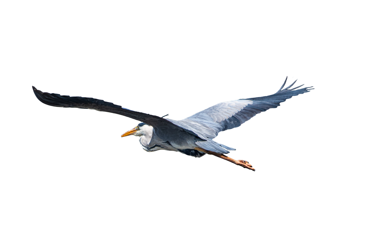 Herons PNG Background