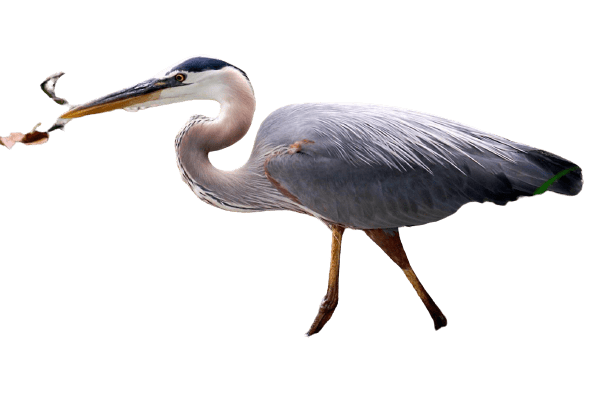 Herons PNG Pic Background