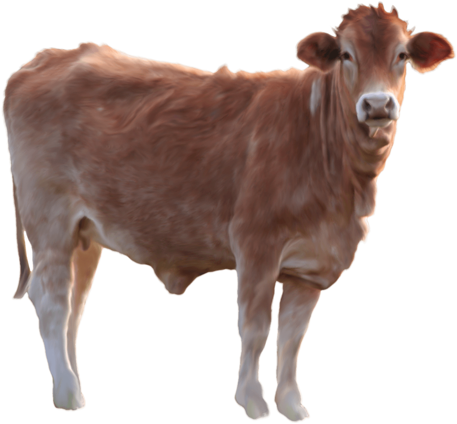 Highland Cow PNG Free File Download