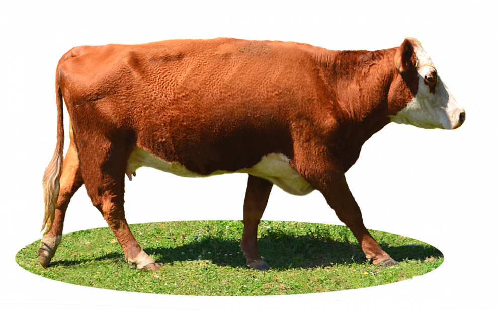 Highland Cow PNG HD Quality