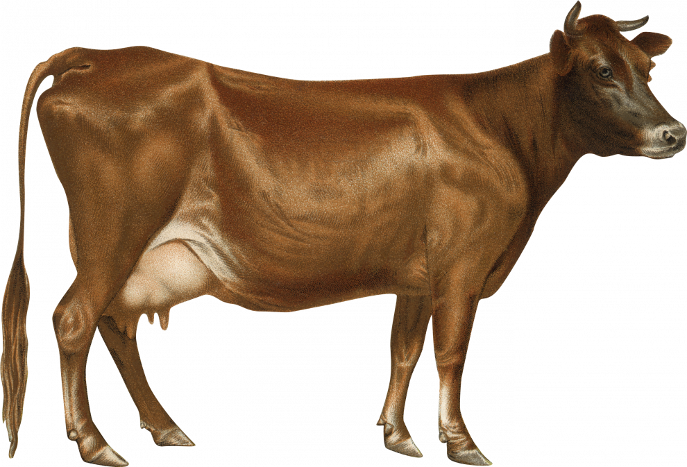 Highland Cow Transparent File
