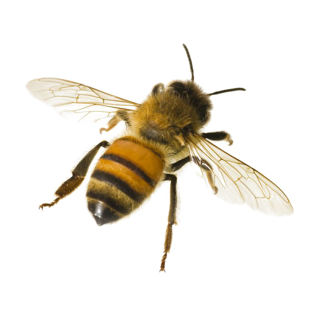 Honey Bee Free PNG