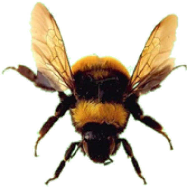 Honey Bee PNG Images HD