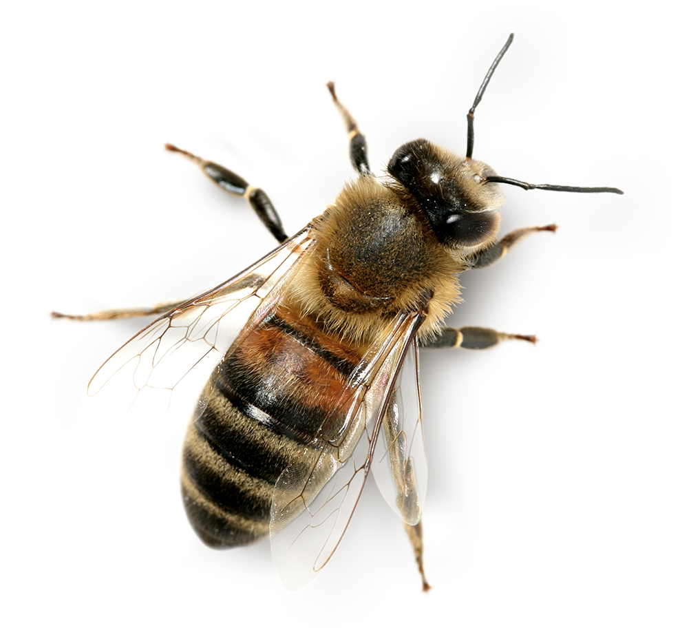 Honey Bee PNG Photo Image