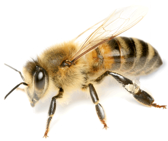 Honey Bee Transparent File