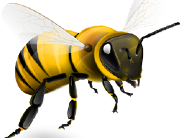 Honey Bee Transparent Free PNG