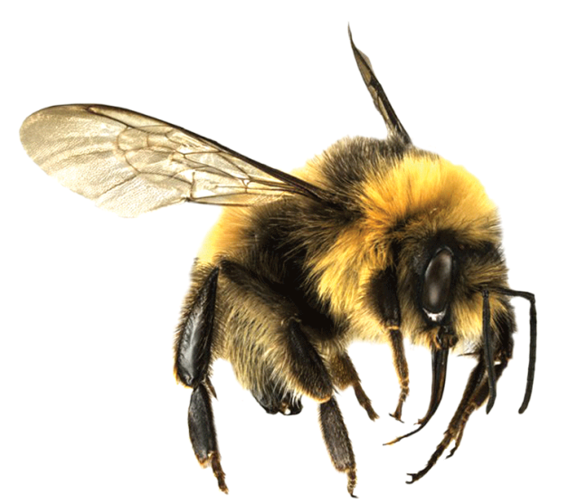 Honey Bee Transparent Images