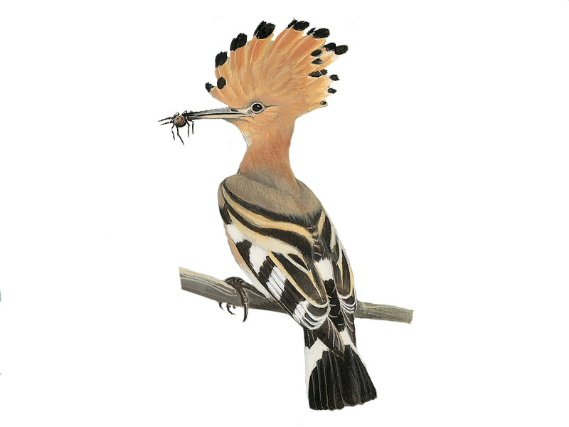 Hoopoes Background PNG Image