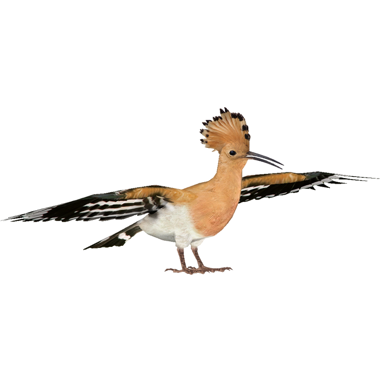 Hoopoes Background PNG
