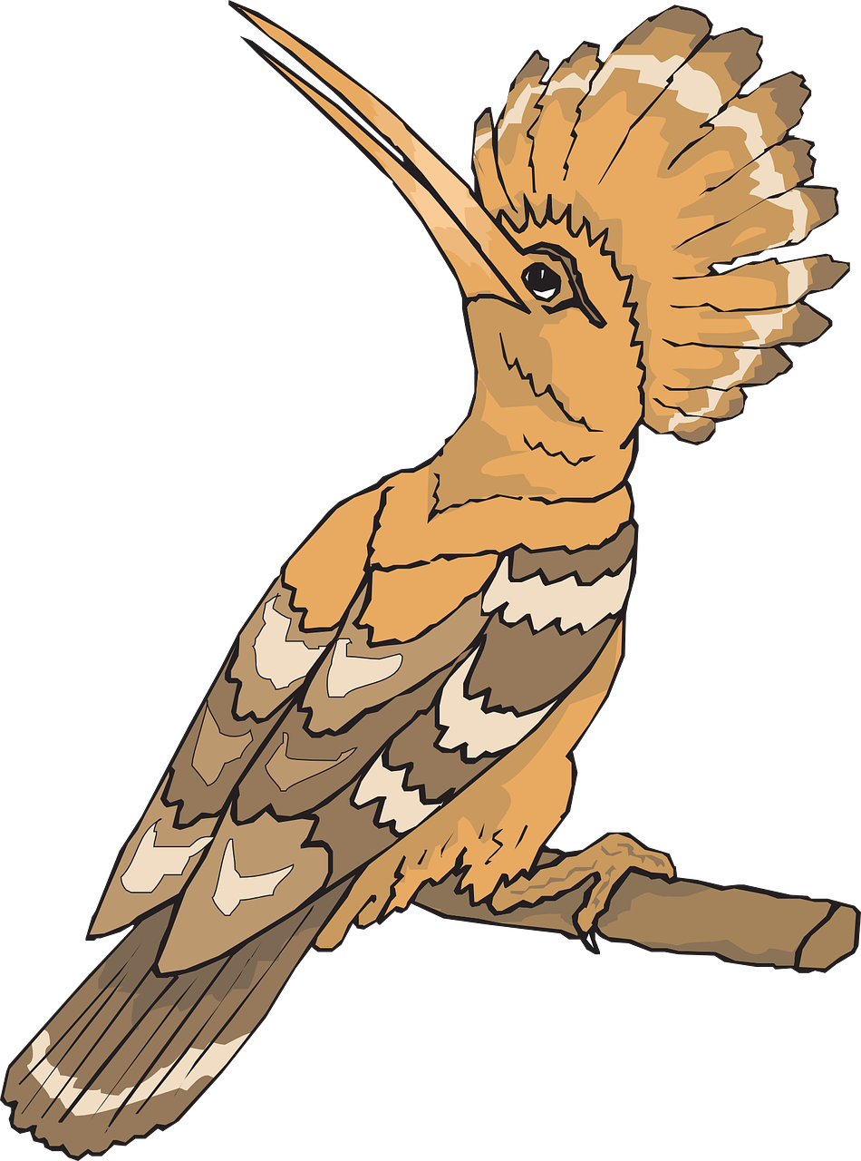 Hoopoes PNG Background