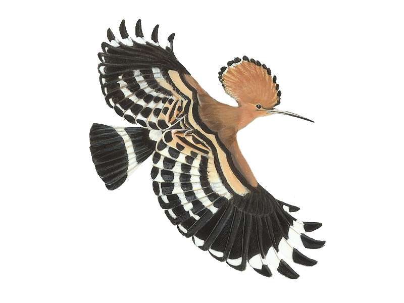 Hoopoes PNG Clipart Background