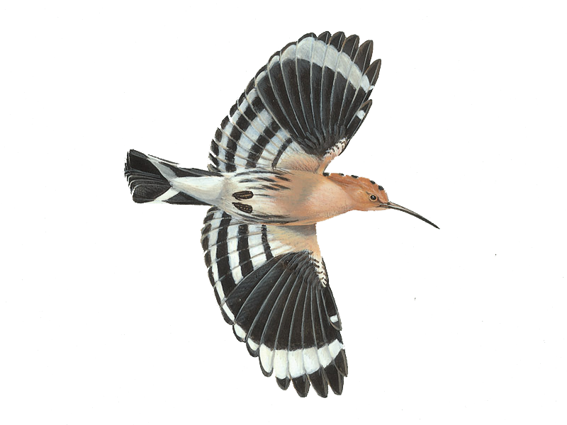 Hoopoes PNG HD Quality