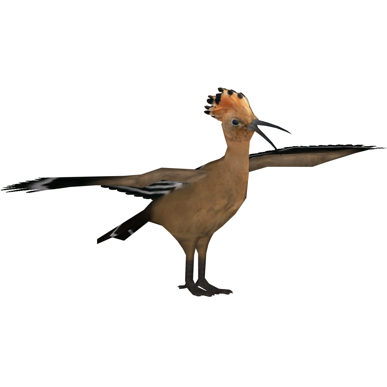 Hoopoes PNG Pic Background