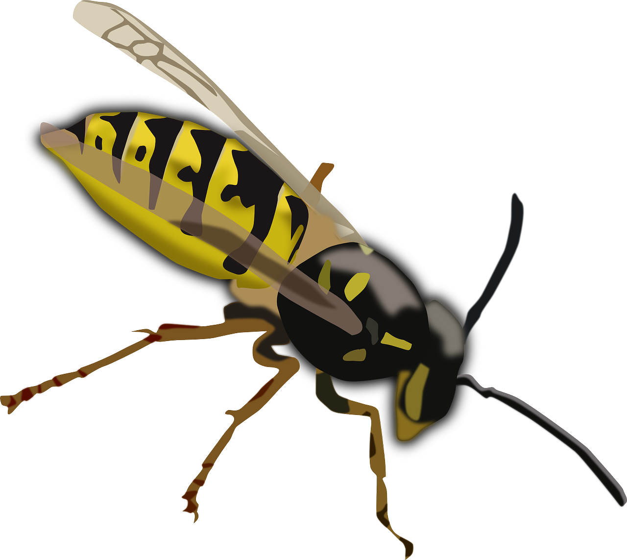 Hornet Insect Background PNG
